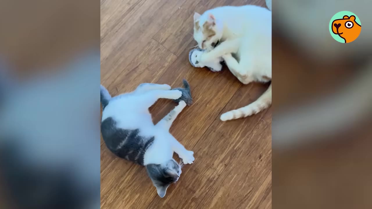 A white and orange cat and a grey and white cat lying on a wooden floor, playing with small toys.