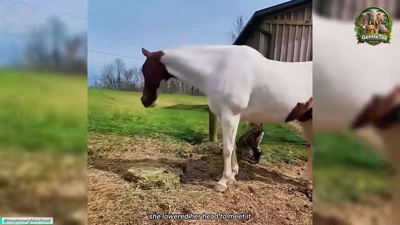 A brown and white horse standing outside near a wooden barn structure, lowering its head.