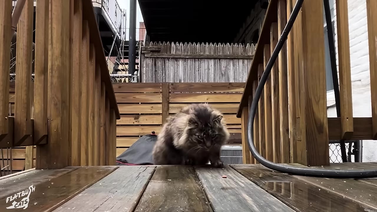 A fluffy, long-haired tabby cat sits on a wooden deck in a backyard, looking forward with an alert expression.