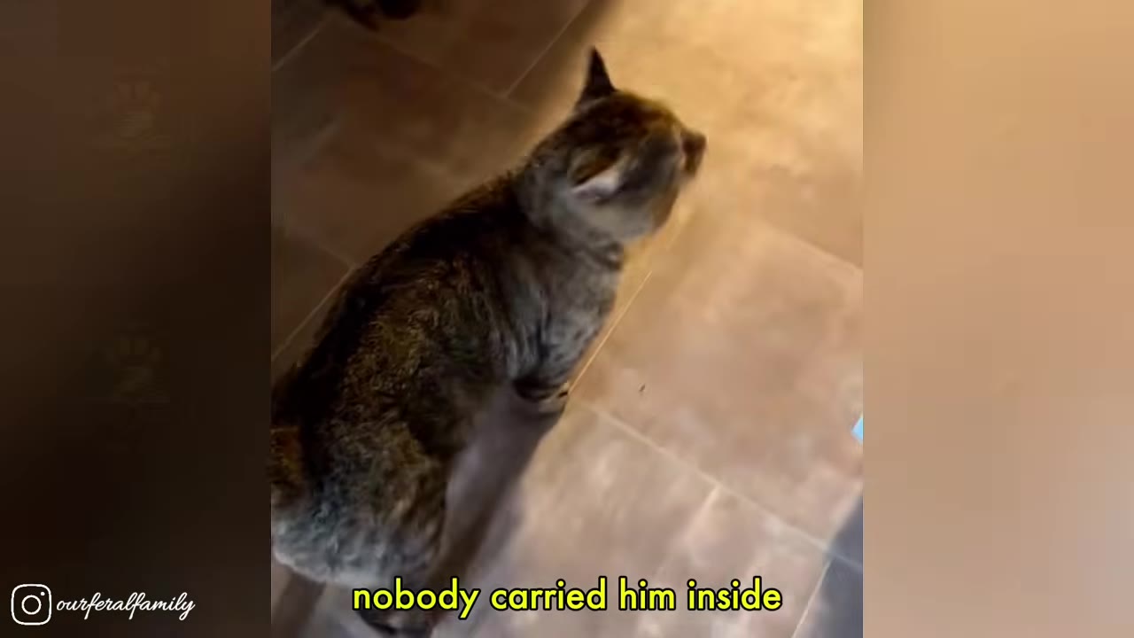 A brown tabby cat walks across a tiled floor inside a house.
