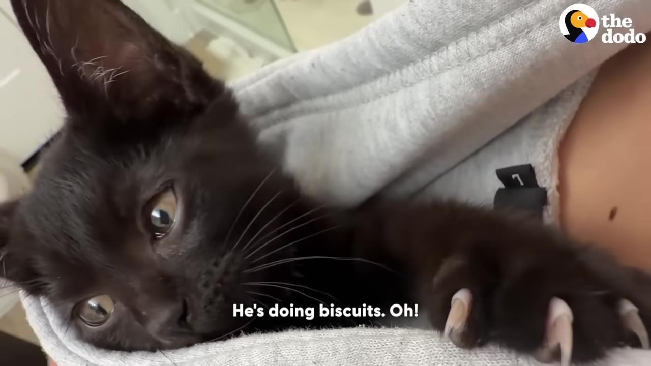 A close-up of a black kitten nestled inside a grey fabric pouch, extending its paw with claws visible as if kneading.
