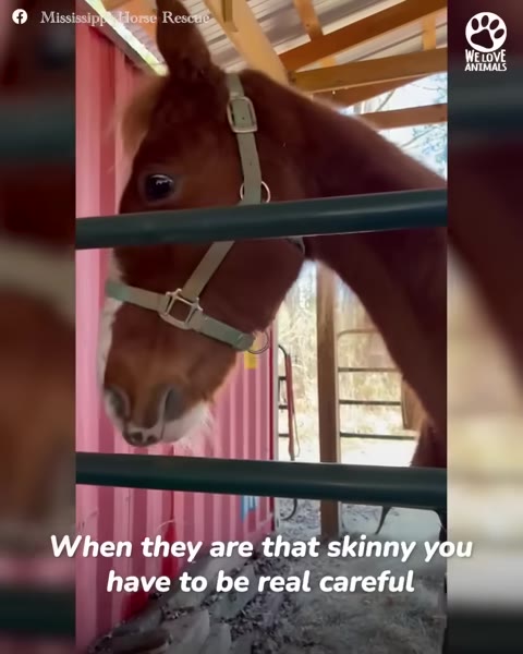 A close-up of a brown horse wearing a halter behind a metal gate, with text overlay reading 'When they are that skinny you have to be real careful'.