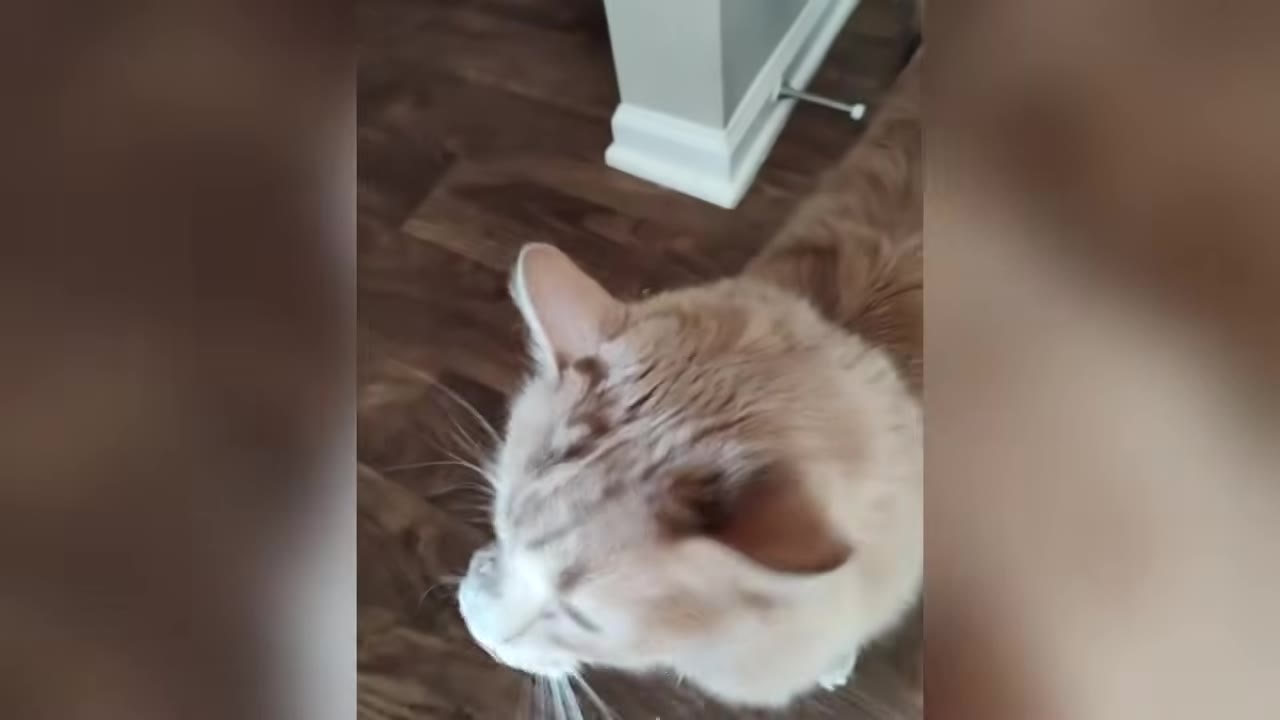 An overhead shot of a light-colored cat walking on a dark wood floor near a white baseboard.
