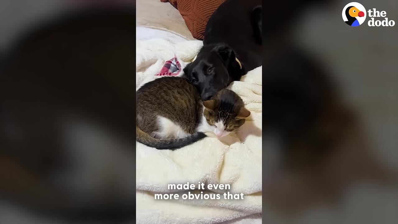A black dog rests its head gently on a sleeping tabby and white cat as they cuddle together on a soft white blanket.