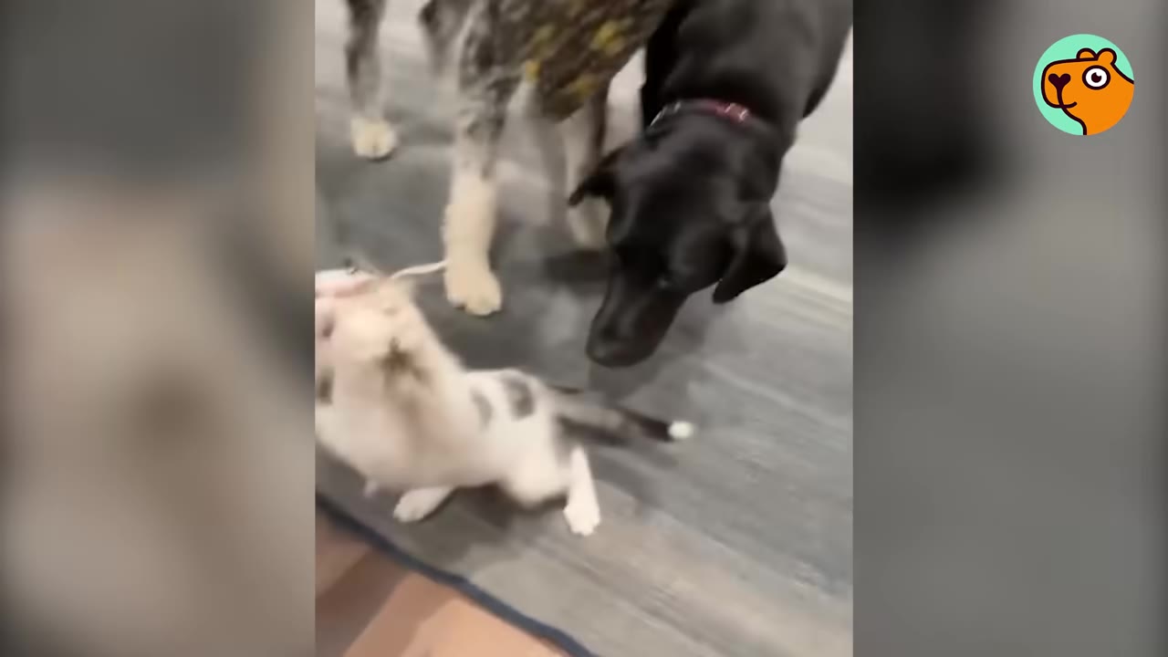 A small white and grey kitten looks up at a black dog and a spotted dog on a grey rug.
