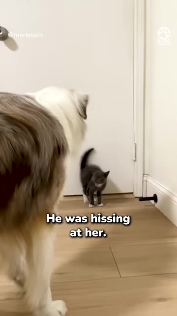 A fluffy brown and white dog stands in the foreground looking at a tiny grey kitten standing by a white door.