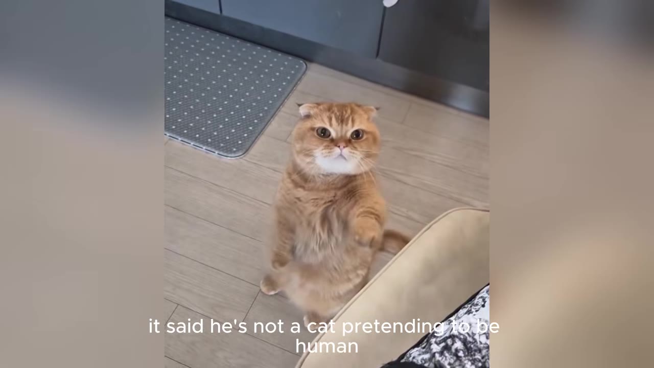 A golden Scottish Fold cat standing on its hind legs on a wooden floor, looking up with wide amber eyes.