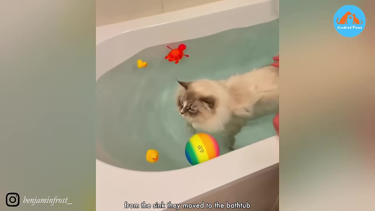A fluffy long-haired cat stands in a bathtub filled with water, surrounded by floating toys including a rainbow ball, yellow rubber ducks, and a red toy turtle.