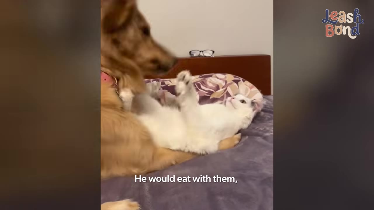 A fluffy white cat with black markings lies on its back on a purple bed, playfully raising its paws toward a golden retriever dog.