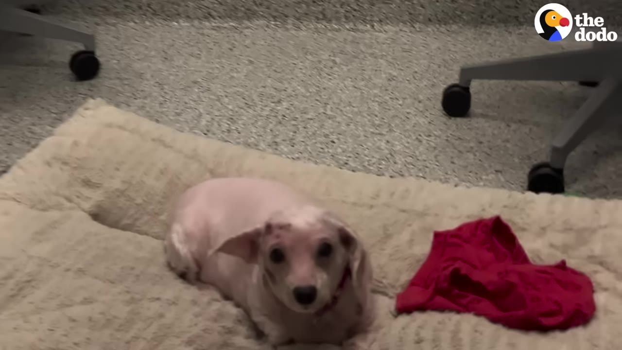 A small, hairless dog with light pink skin lies on a plush beige dog bed on a clinic floor.