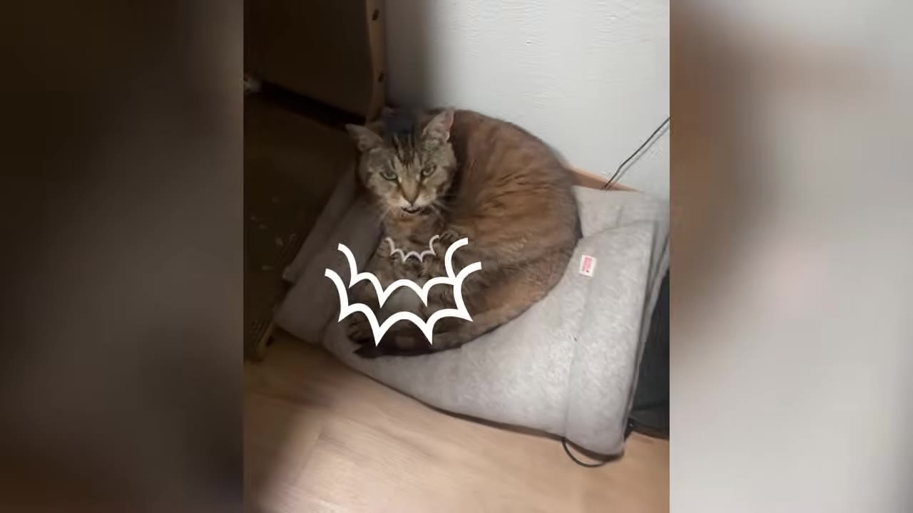 A brown tabby cat curled up on a grey pet bed tucked into a corner on a wooden floor.