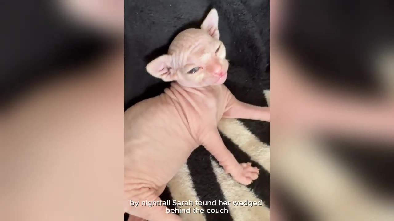 A single hairless Sphynx kitten lies on a black and white patterned blanket, looking up with squinted eyes.