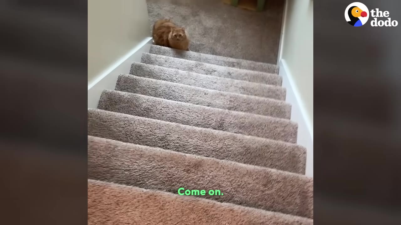 An orange cat sitting at the top of a carpeted staircase, looking down.