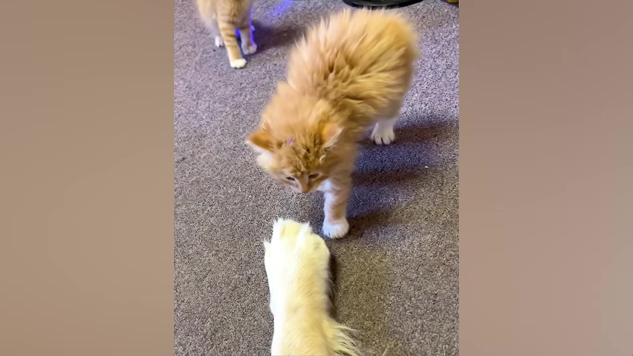 A fluffy orange kitten stands on a grey carpet, looking down curiously at a large, furry golden dog paw.