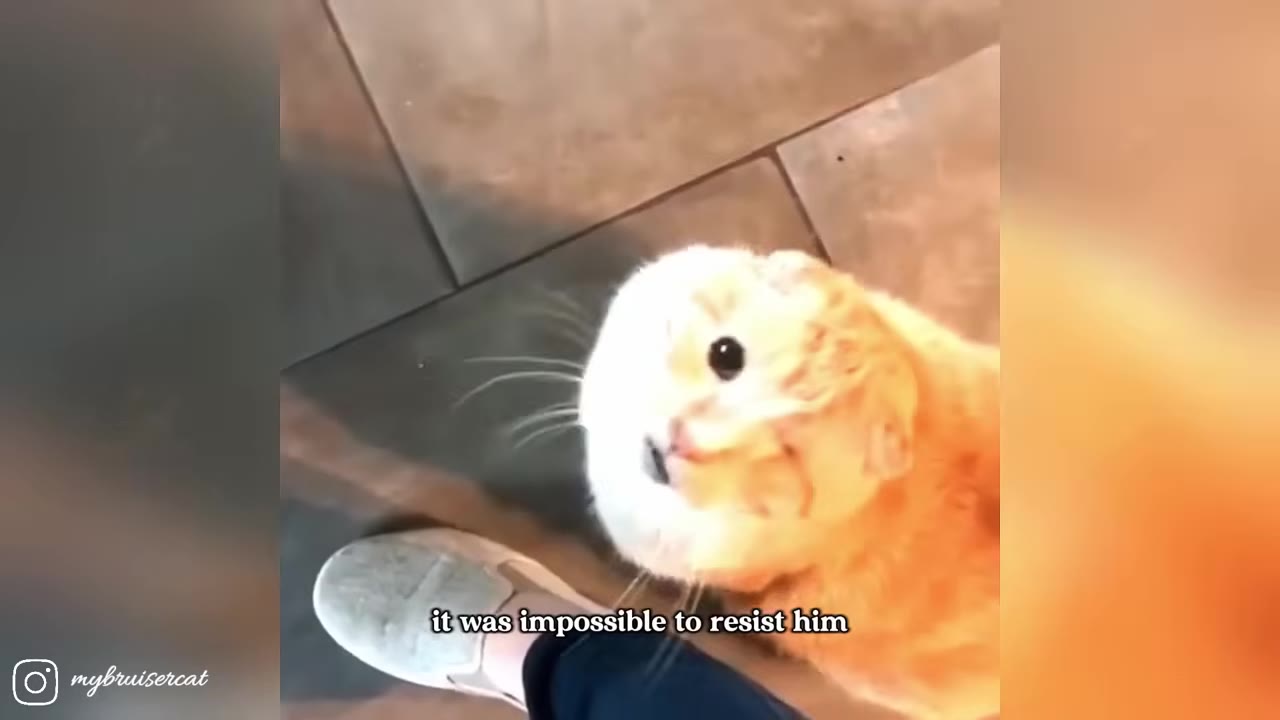 A close-up, high-angle shot of a fluffy orange cat looking up with wide, dark eyes next to a person's foot.