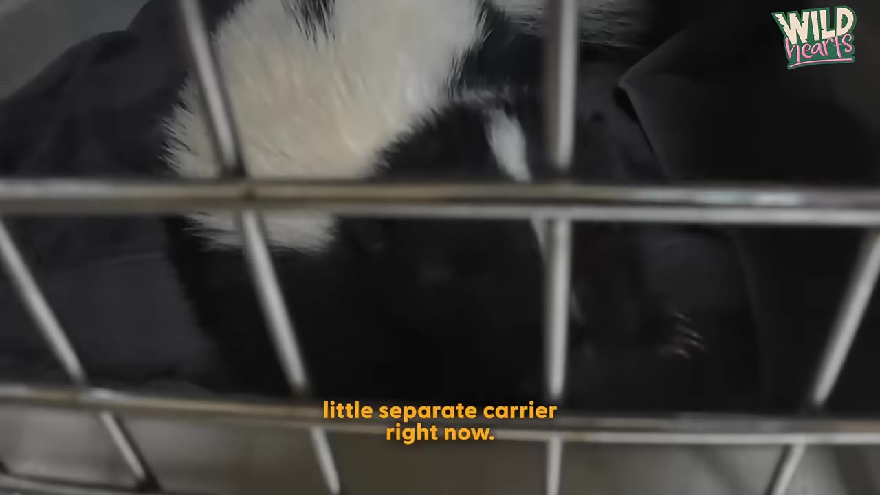 A close-up shot of a black and white skunk resting inside a metal wire carrier.