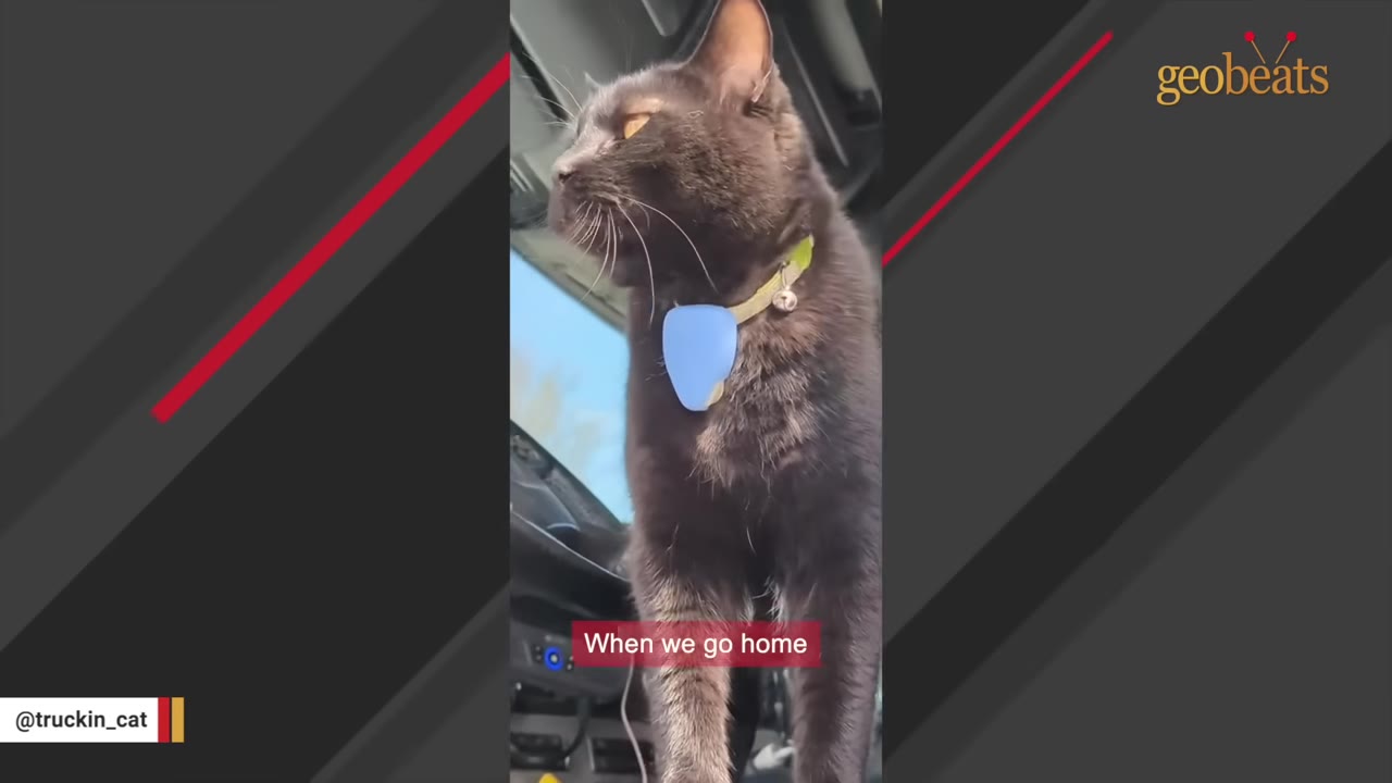 A black cat wearing a collar with a blue tag stands inside the cab of a truck, looking out the window.