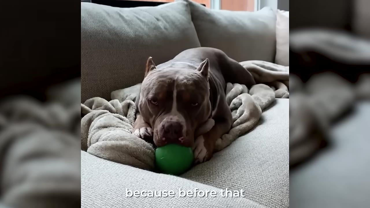A brown and white dog lies on a grey couch with a green ball under its chin, looking directly at the camera.