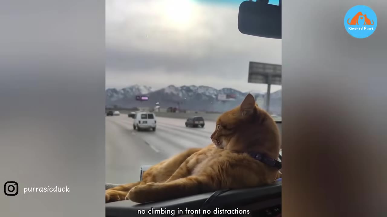 An orange cat wearing a harness lies on the dashboard of a vehicle, looking out the windshield at a highway with snowy mountains in the distance.