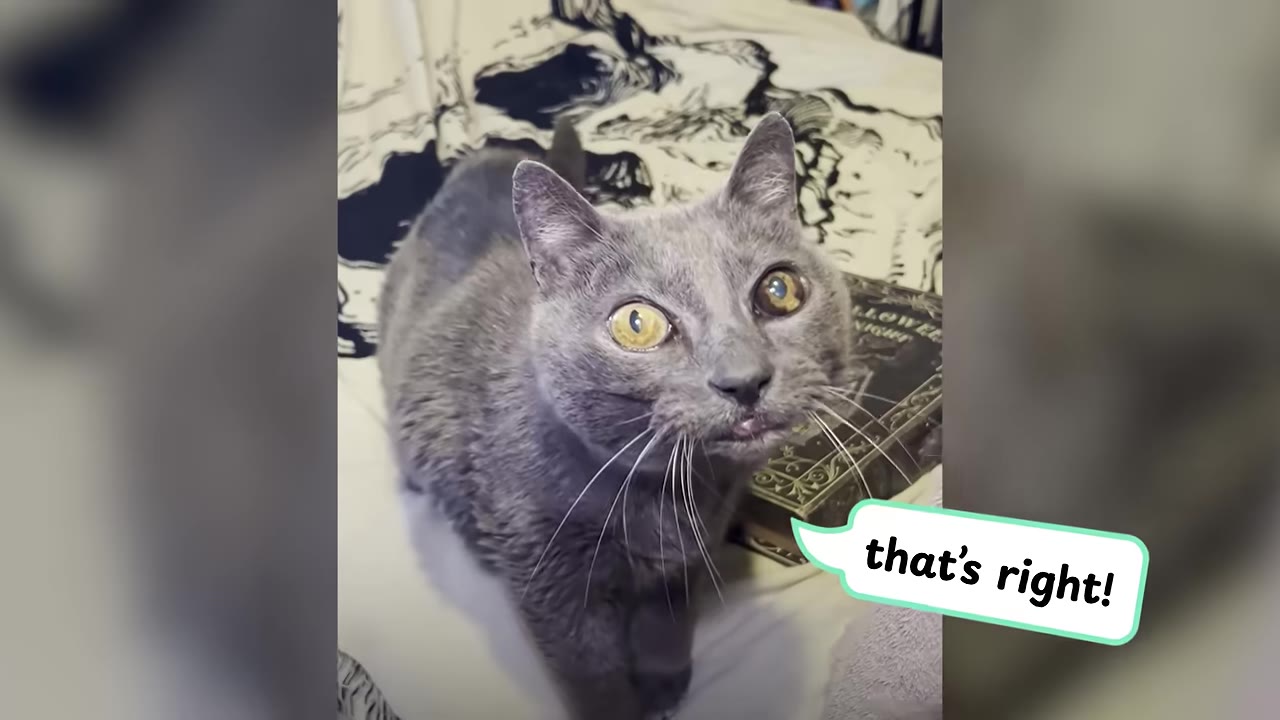 A grey cat with wide, expressive eyes sits on a bed next to a book, looking up with a curious expression.