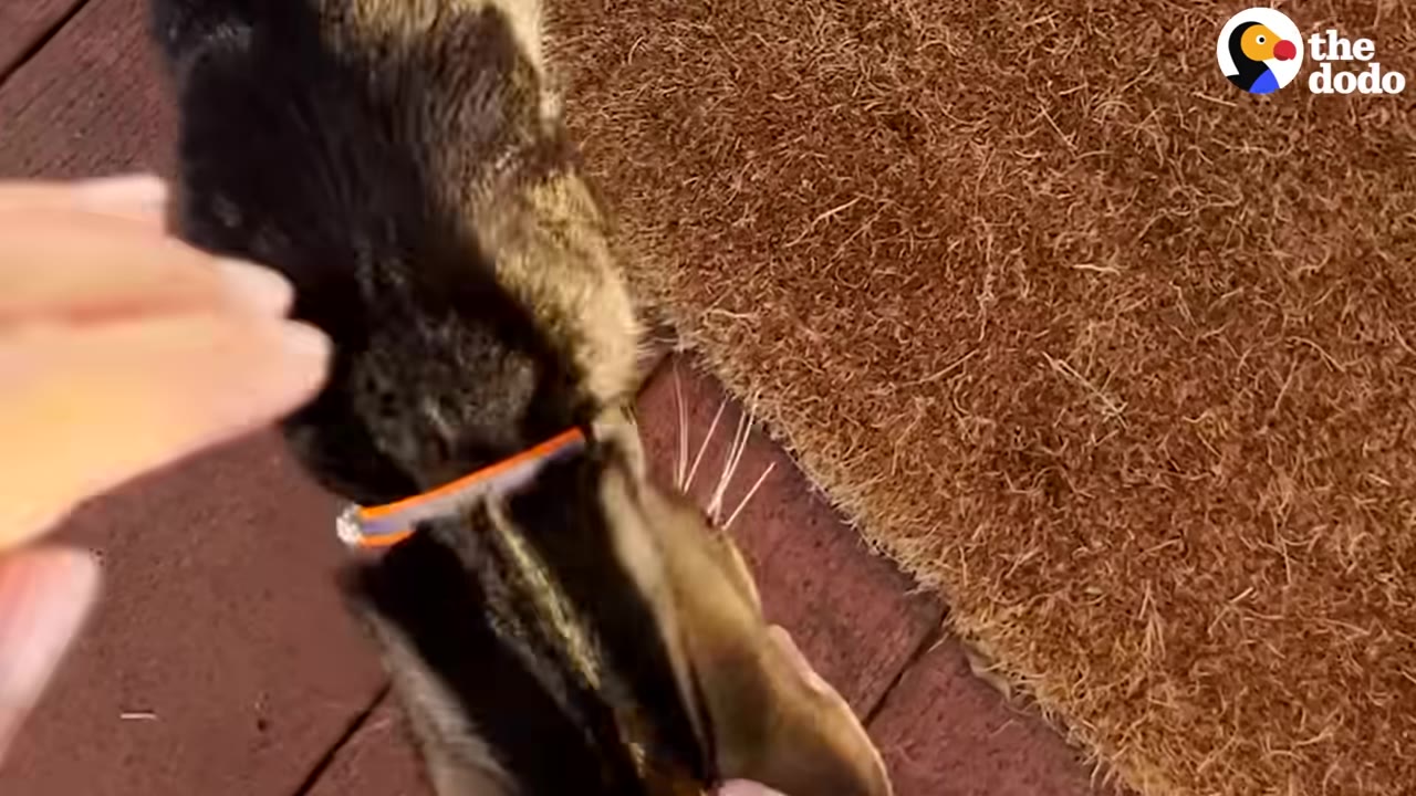 An overhead close-up of a tabby cat wearing an orange collar being adjusted by a person's hand.