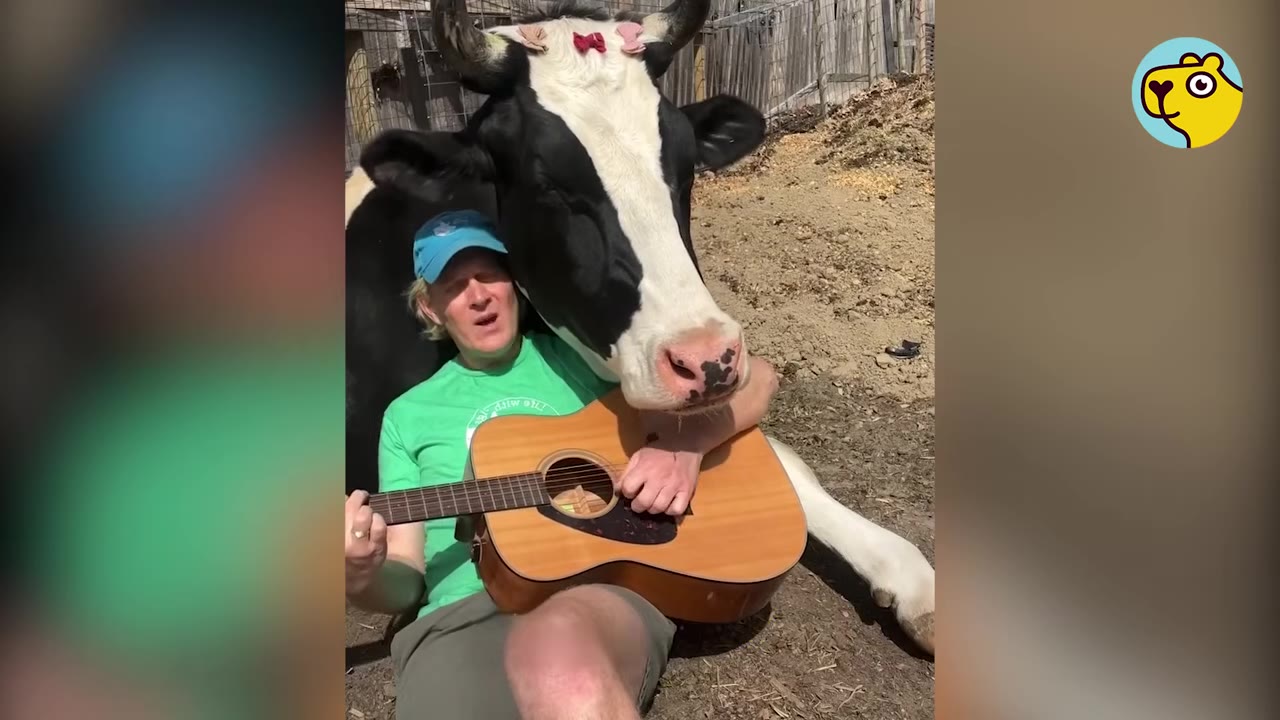 A man in a green shirt and blue cap sits on the ground playing an acoustic guitar while a large black-and-white cow rests her head over his shoulder.