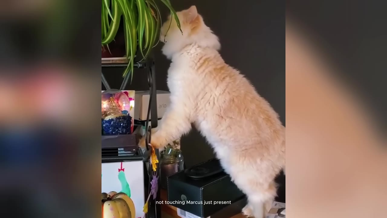 A fluffy cream-colored cat stands on its hind legs to reach and sniff a green houseplant on a shelf.