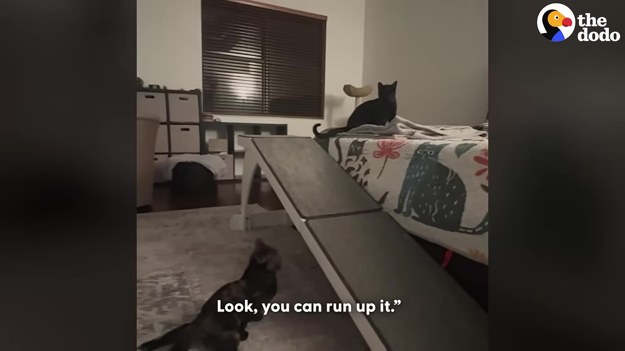 A black cat sits at the top of a pet ramp on a bed, while a tortoiseshell cat looks up at him from the floor.