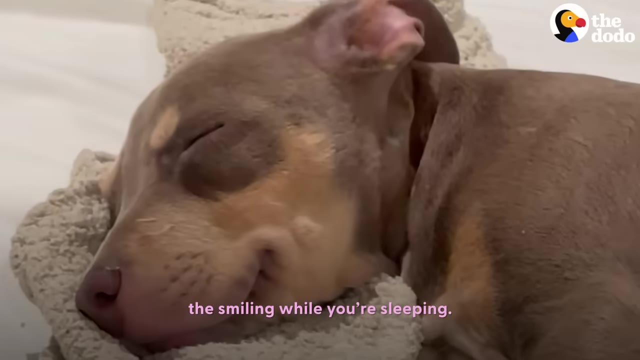 A close-up of a small brown dog sleeping peacefully on a soft textured blanket with a gentle smile on its face.