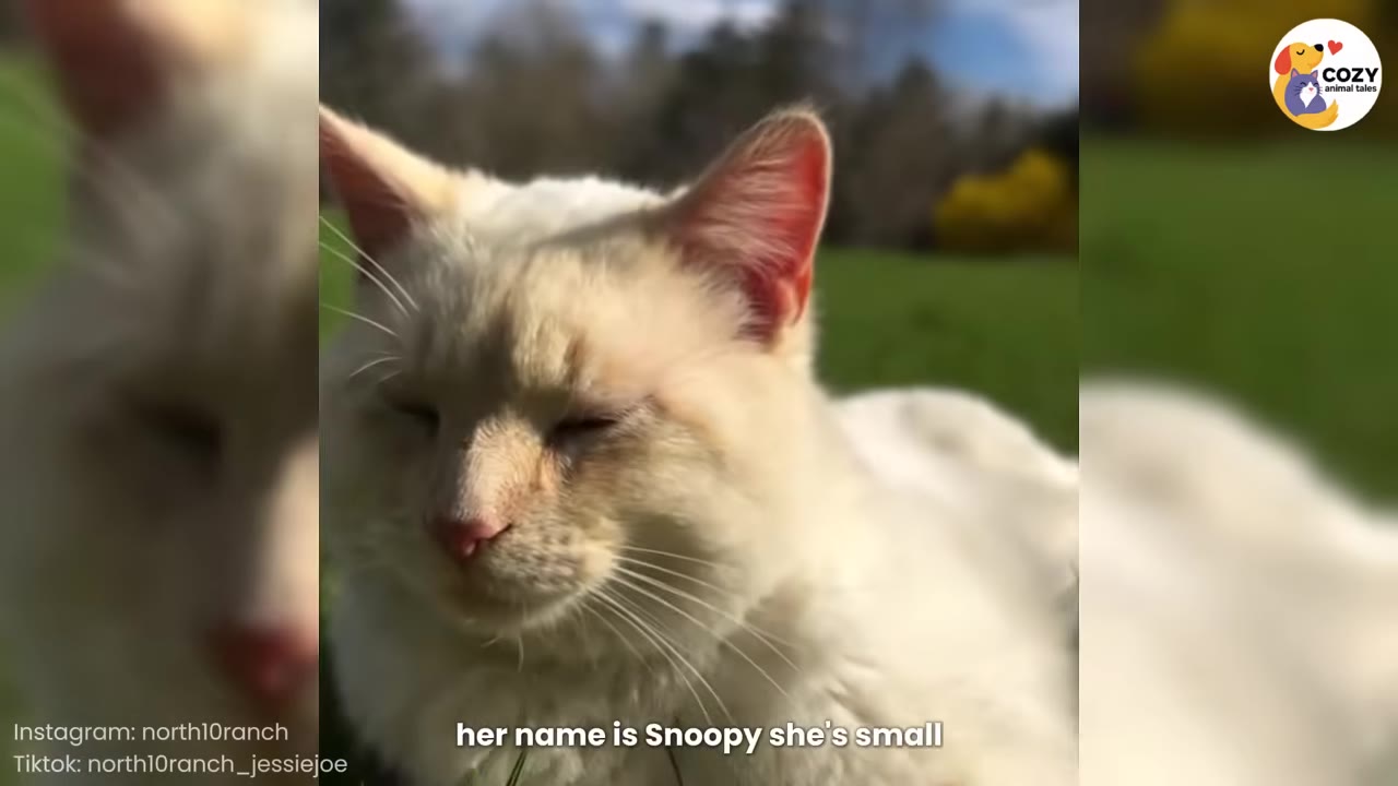 A close-up shot of a fluffy white cat named Snoopy with her eyes closed, basking in the sunlight outdoors.