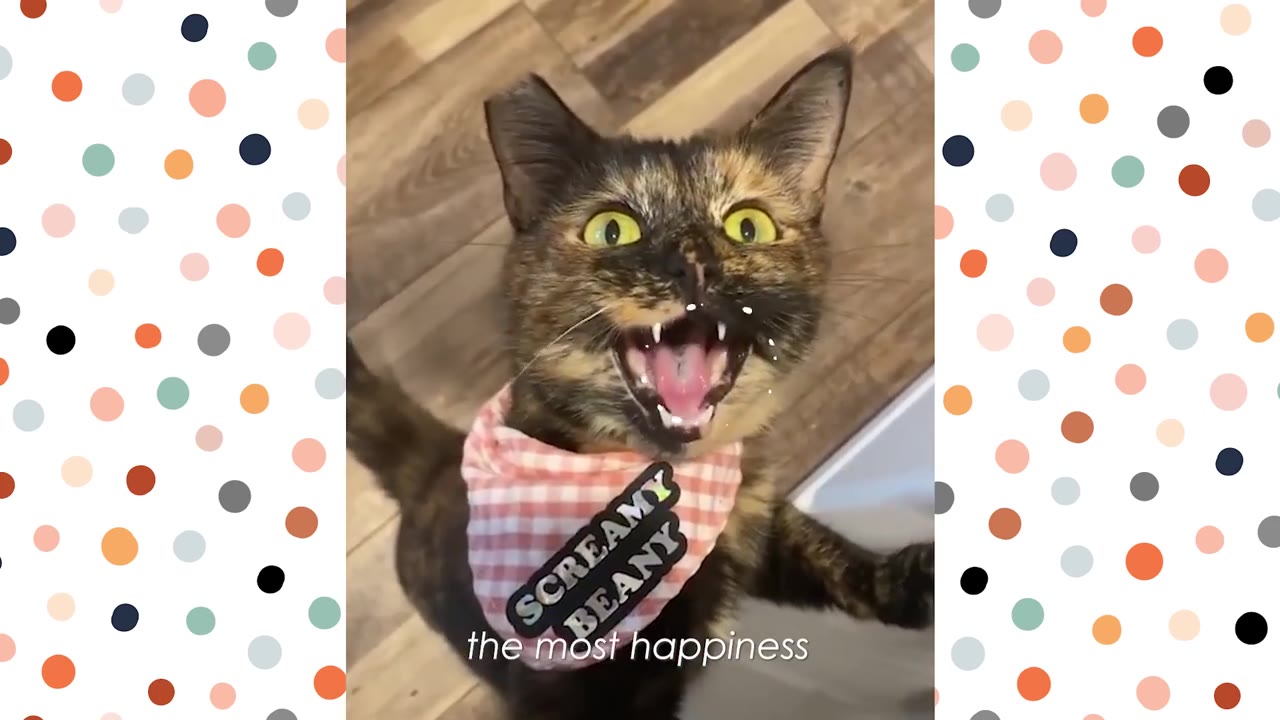 A tortoiseshell cat wearing a pink-and-white checkered bandana that reads 'SCREAMY BEANY' looks up with its mouth wide open as if meowing loudly.
