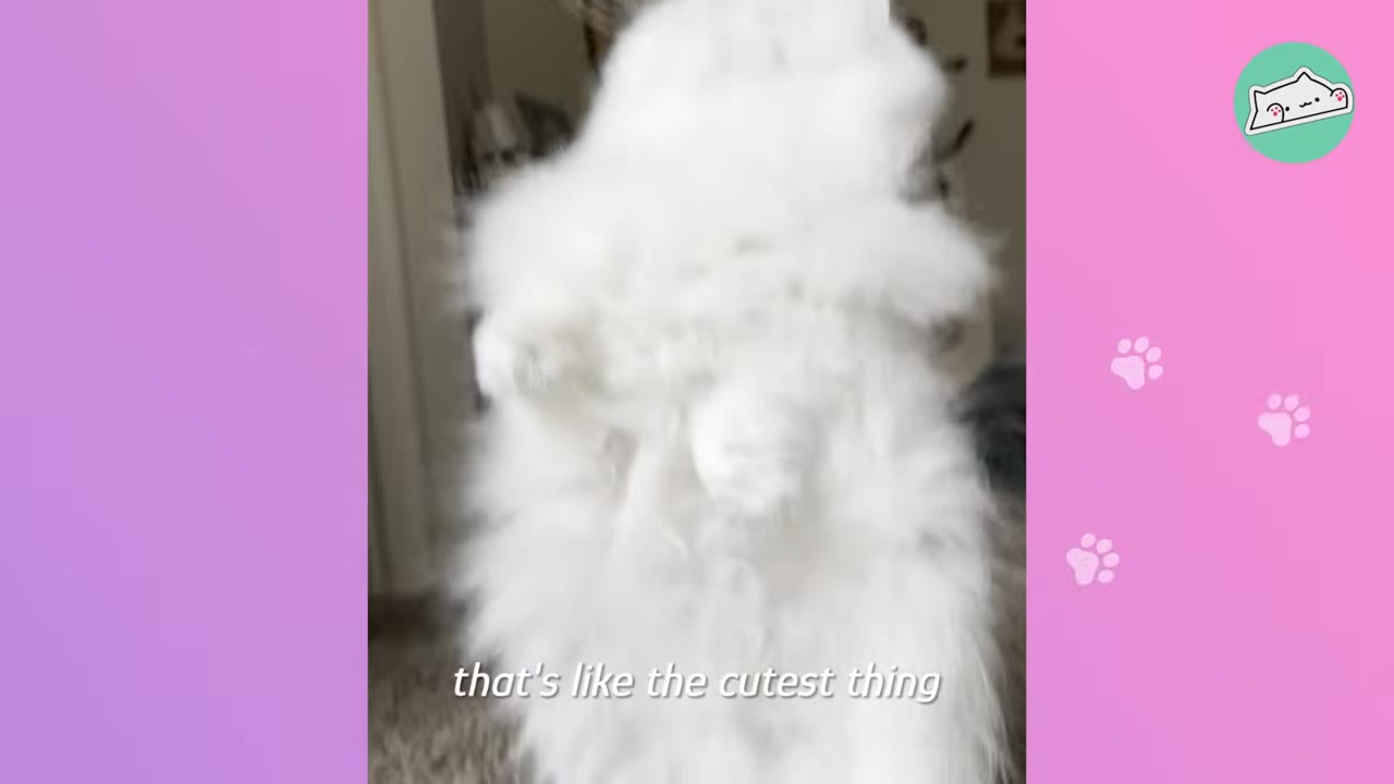 A fluffy white cat standing on its hind legs, facing the camera.
