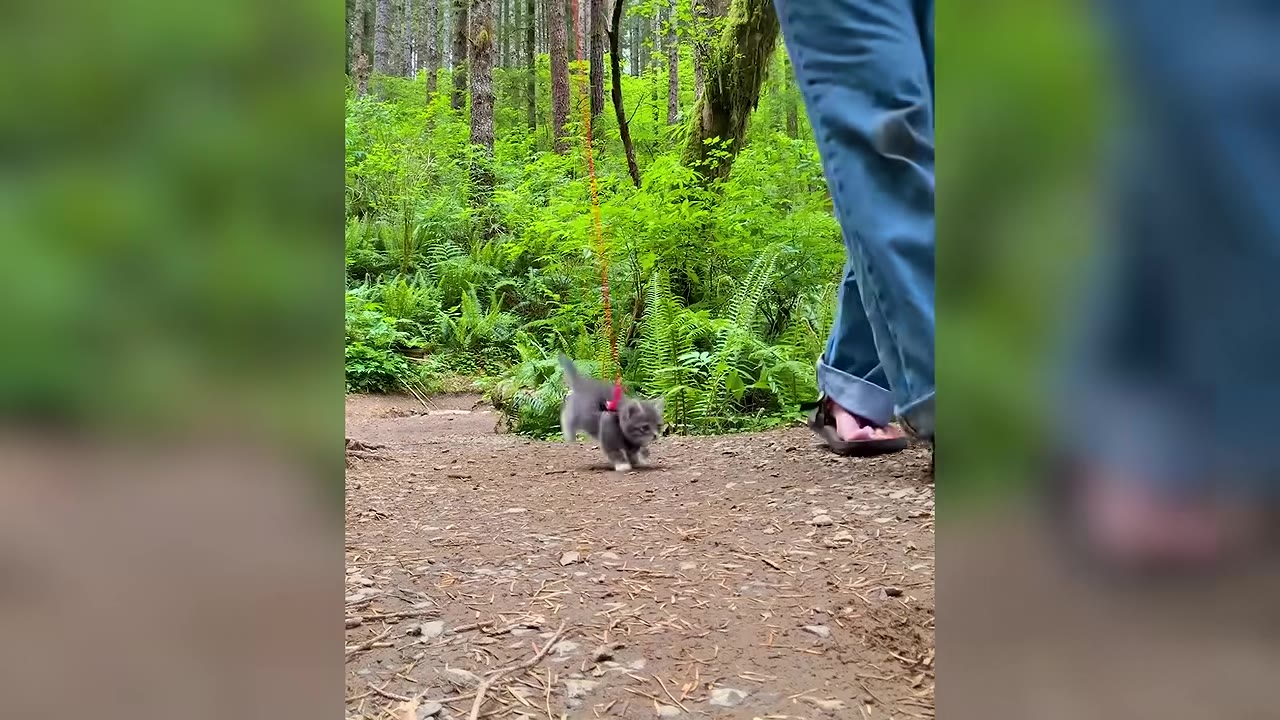 A tiny grey kitten wearing a harness walks on a dirt trail in a lush green forest next to its owner's legs.