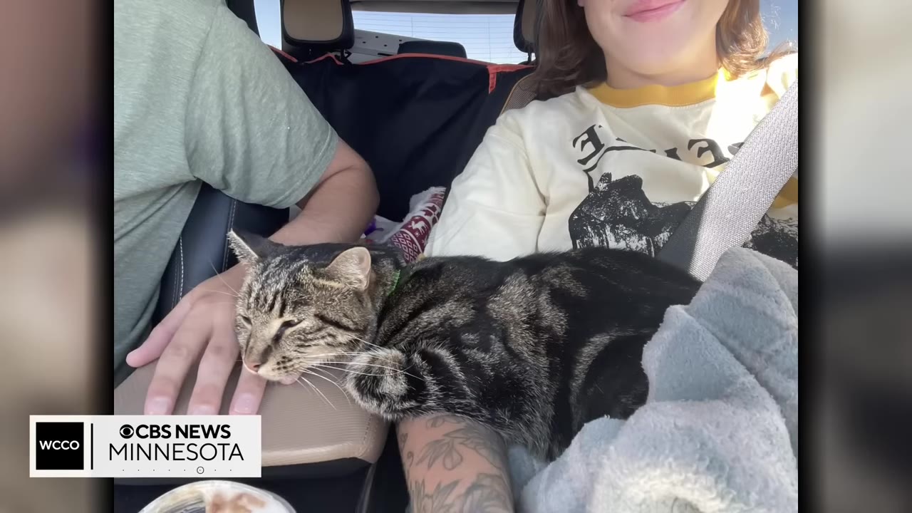 A tabby cat rests on a person's lap inside a car during a road trip.