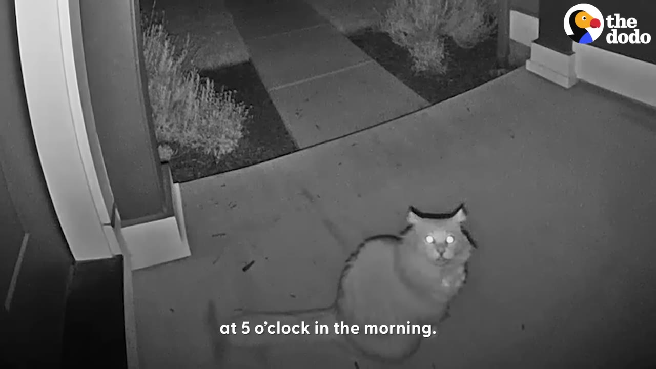 A black-and-white security camera view of a fluffy cat sitting on a porch at night, looking directly into the camera with glowing eyes.