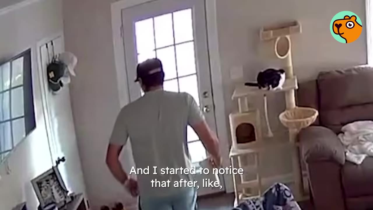 A man in a t-shirt and cap walks toward a glass door in a living room, where a black and white cat sits on a tall, multi-level beige cat tree next to a brown sofa.