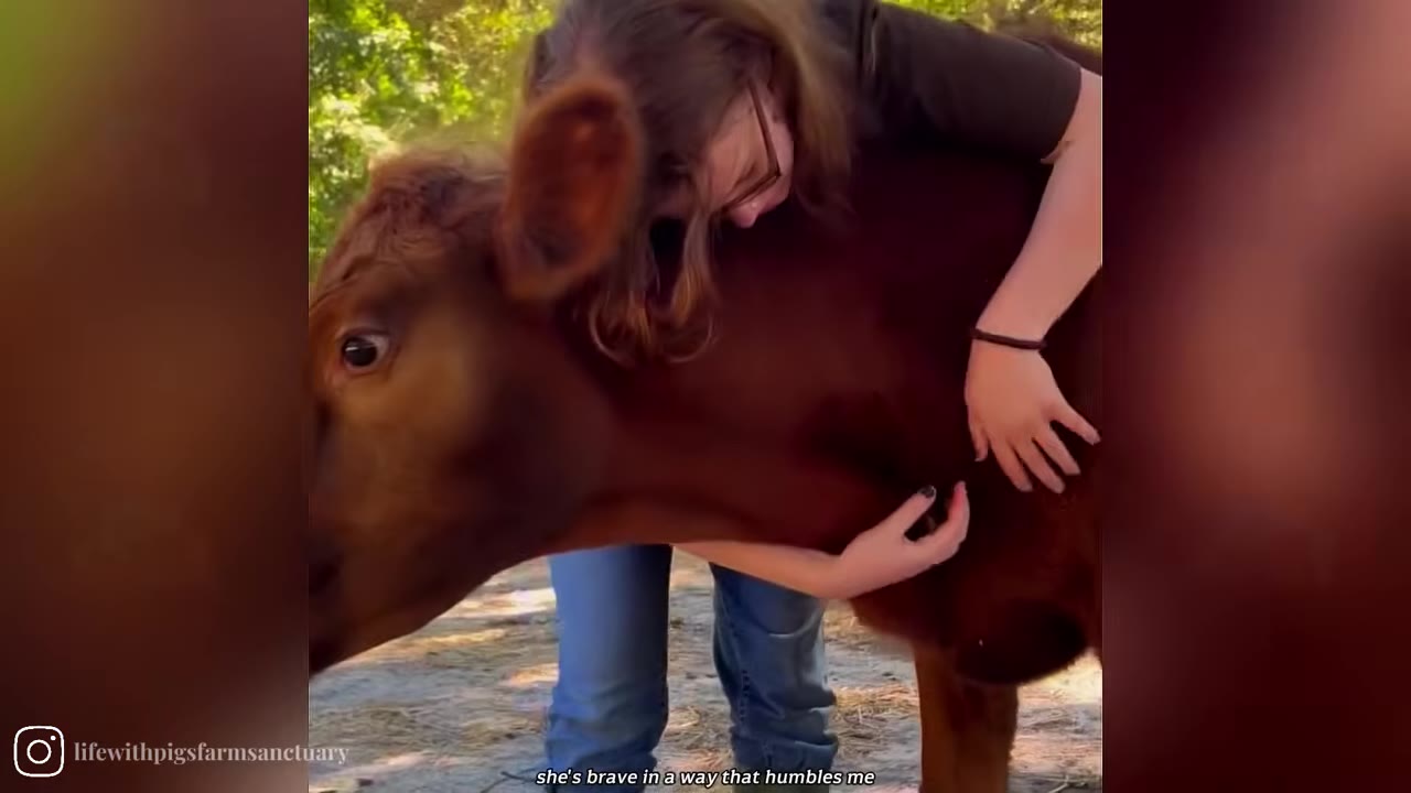 A person lovingly hugs a brown calf named Annie around her neck at a sanctuary.