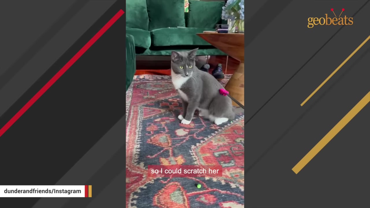 A grey and white cat sitting on a patterned rug being gently touched on its back with a pink back scratcher tool.