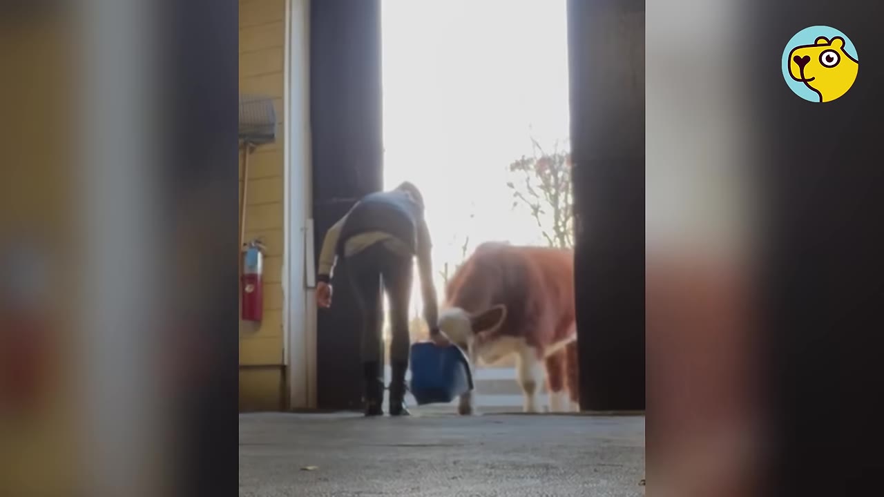 A woman stands in a barn doorway holding a blue bucket as a brown and white cow leans in close to eat from it.