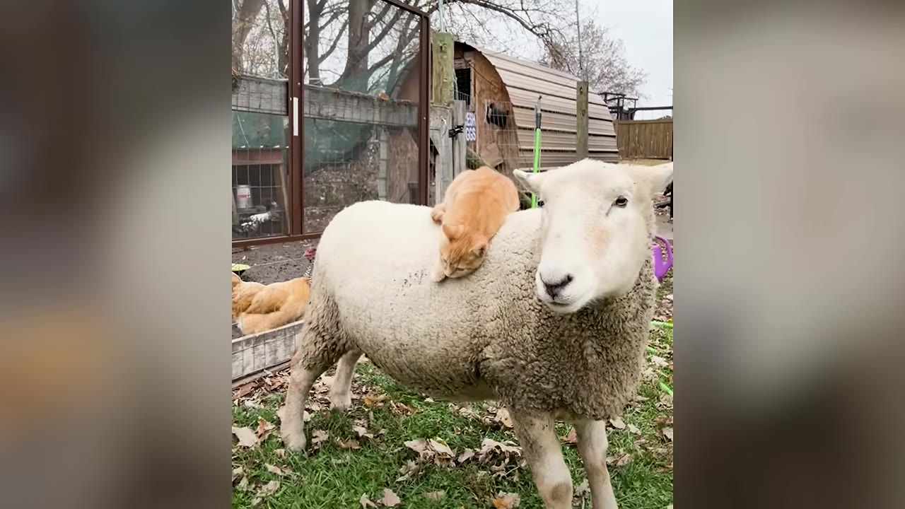 An orange cat lies comfortably on the back of a fluffy white sheep standing in a grassy yard.