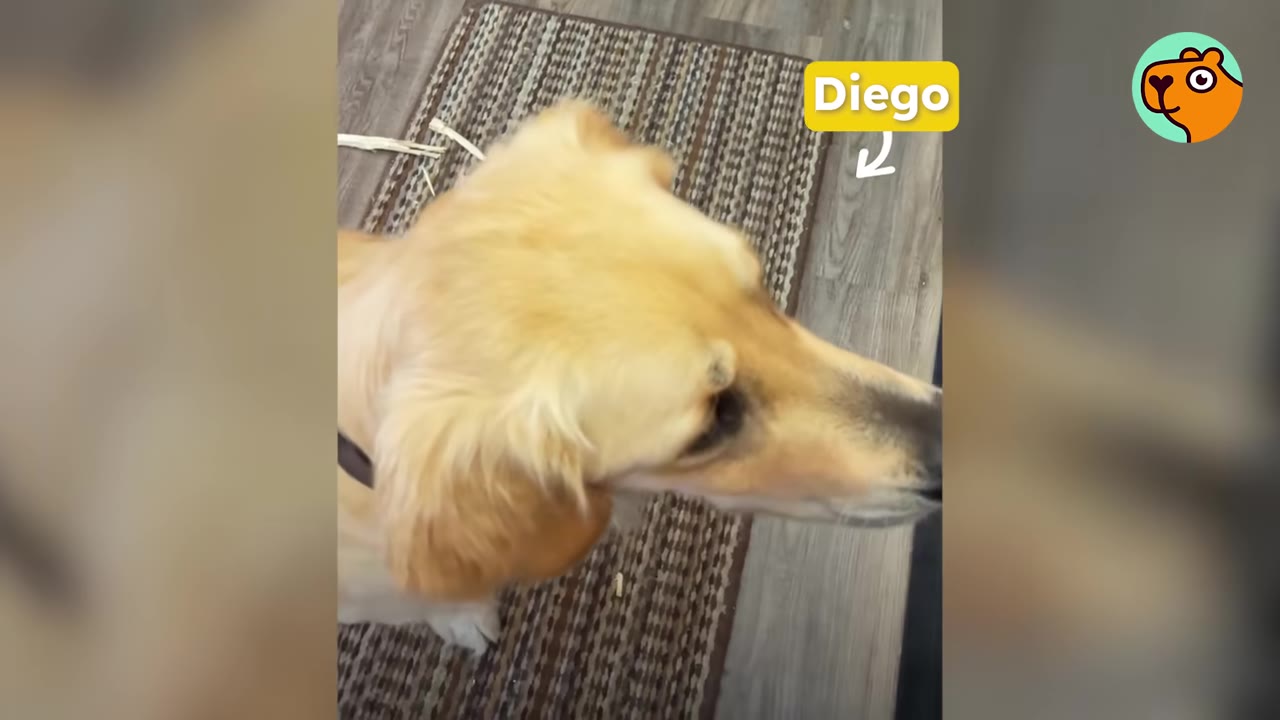 A high-angle shot of a golden-colored dog looking to the right, with a yellow text box labeled 'Diego' and an arrow pointing to him.
