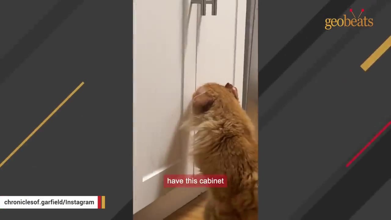 An orange long-haired cat stands on its hind legs, staring intently at a white kitchen cabinet door.