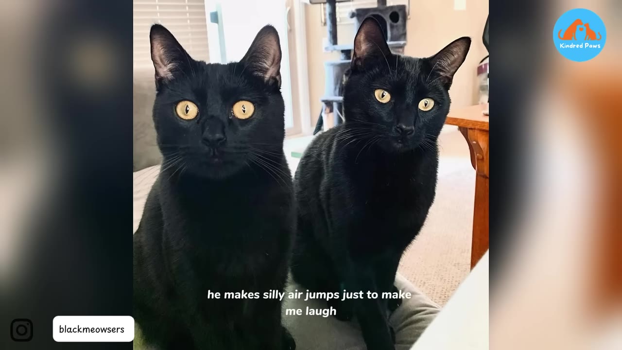 Two black cats with bright yellow eyes sit side-by-side, looking directly at the camera with curious expressions.