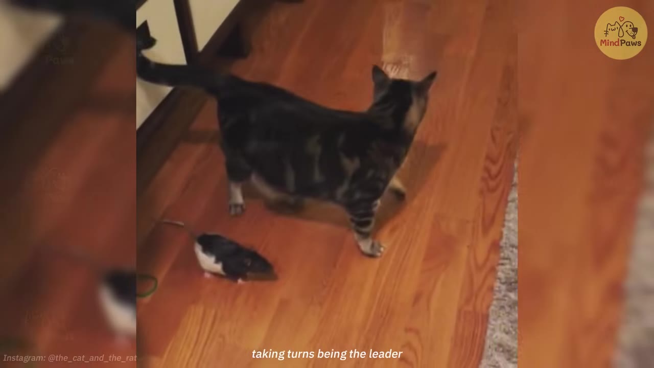 A tabby cat and a black-and-white pet rat on a wooden floor, with text overlay reading 'taking turns being the leader'.