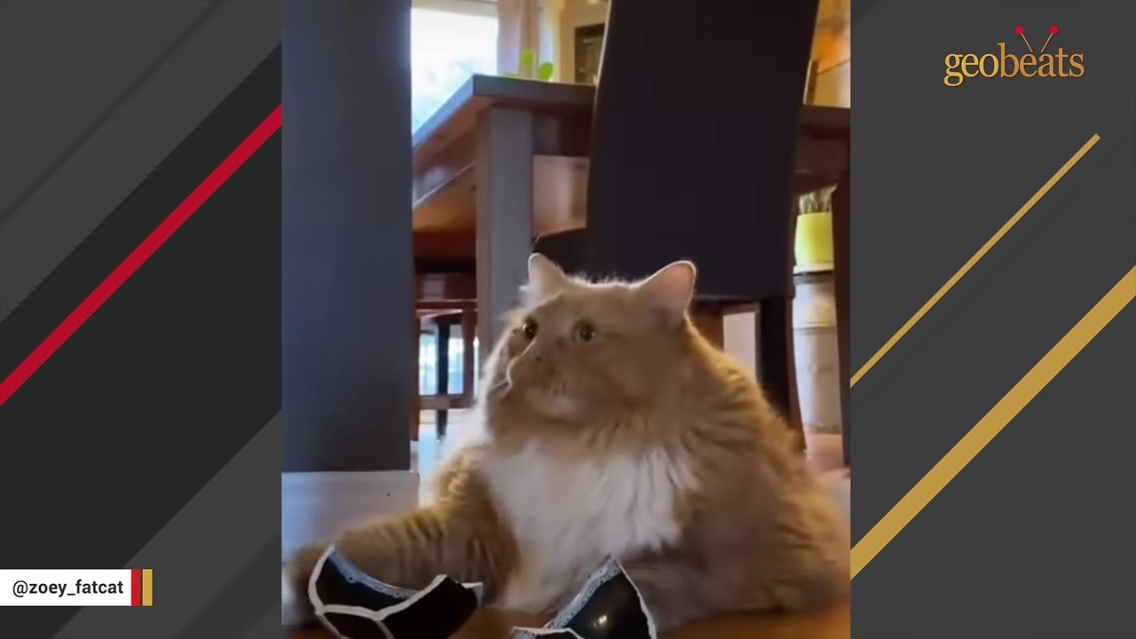 A large, fluffy orange and white cat sits on a wooden floor next to the broken pieces of a black and white ceramic bowl.