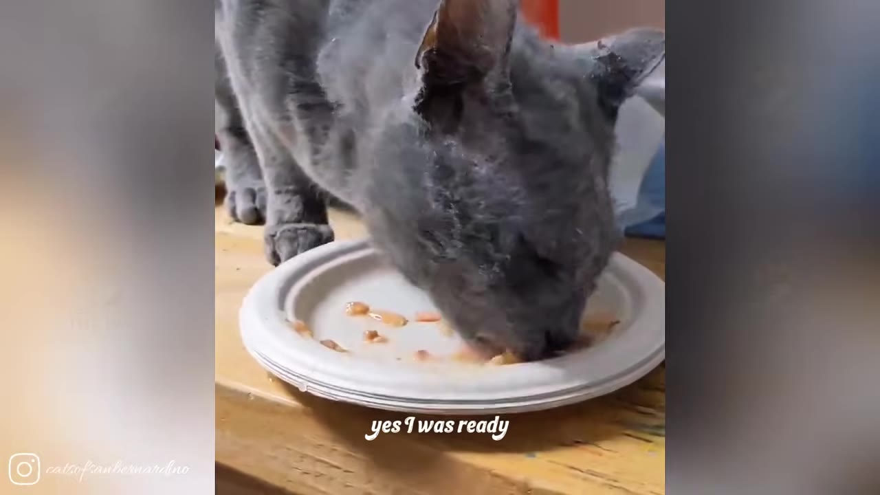 A close-up shot of a grey cat eating food from a white paper plate on a wooden surface.
