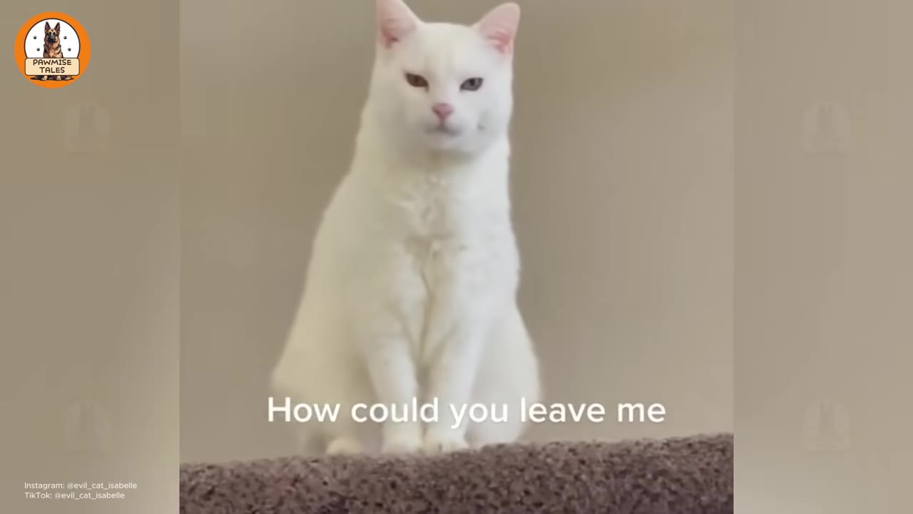 A fluffy white cat sits upright on a carpeted surface, looking directly forward with a stern, demanding expression.