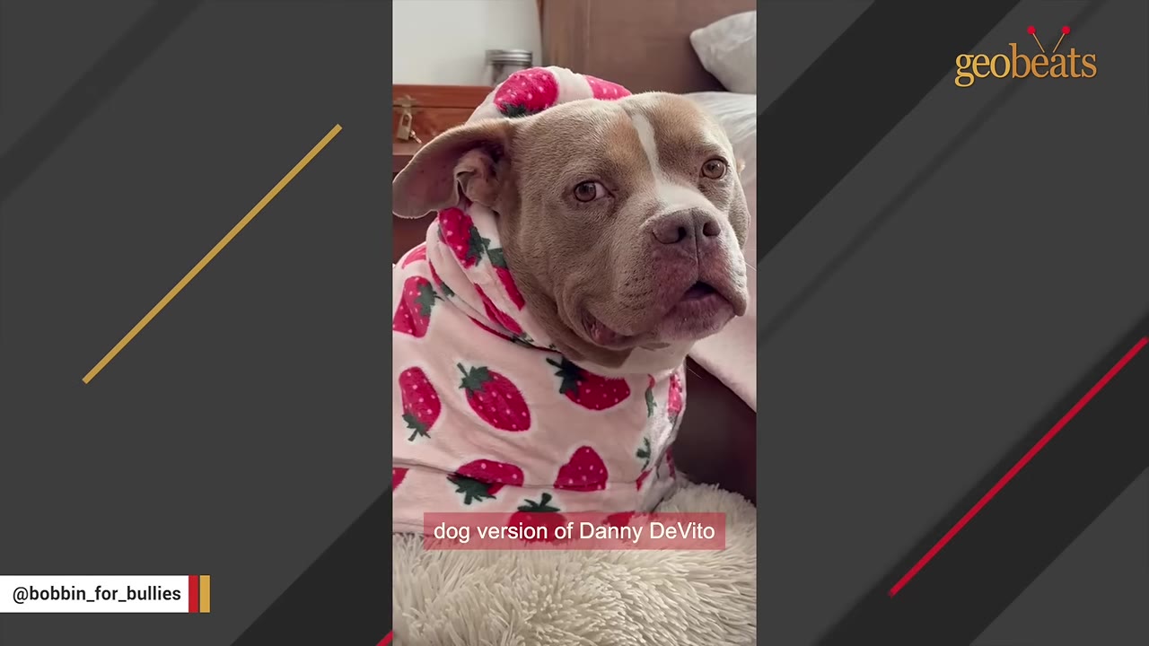 A close-up portrait of a light brown and white pit bull-type dog wearing a pink fleece hoodie patterned with red strawberries, looking directly at the camera with a soulful expression.