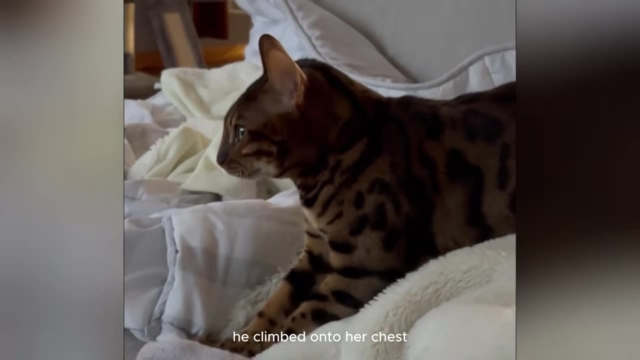 A spotted Bengal cat lies on a white blanket on a bed, looking off to the side.