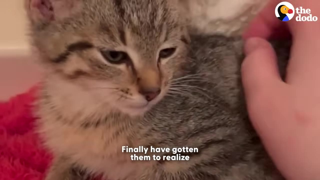 A close-up of a small tabby kitten being gently petted by a person's hand.